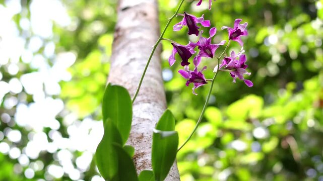 Close up dendrobium caesar or anggrek capung with blurred background.