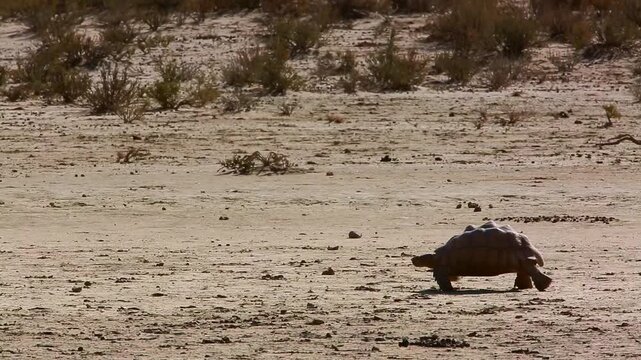 Leopard tortoise in Kgalagadi transfrontier park, South Africa ; Specie Stigmochelys pardalis family of Testudinidae