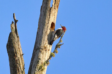 red headed woodpecker on a tree