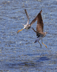Pair of willet shorebirds mating courting, playing in shallow saltwater marsh water. 