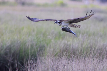 Osprey hunting for fishing as prey. 