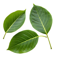 Obraz premium Vibrant Green Leaves: A Close-Up Trio