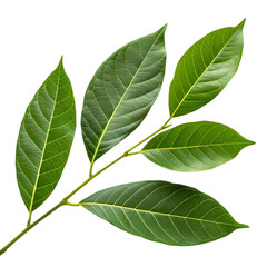 Obraz premium Vibrant Green Leaves: Nature Photography - Sprig of Lush Foliage on White