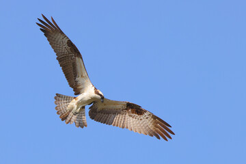 Osprey hunting for fishing as prey. 