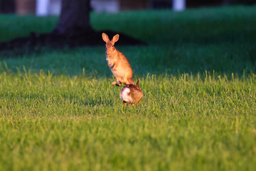 Baby bunny rabbit cottontail in grassy field cautiously looking out. 