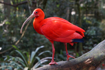 scarlet ibis bird