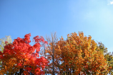 Leaves of maple which turned red and yellow