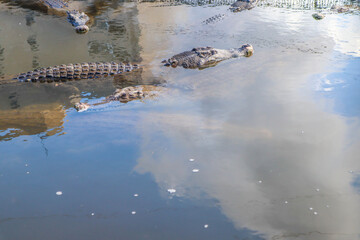 Group of Crocodiles Floating Calmly in Water with Reflections, Wildlife Predator Concept
