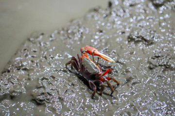 Close-up of Fiddler Crab with Large Claw in Muddy Wetland Habitat