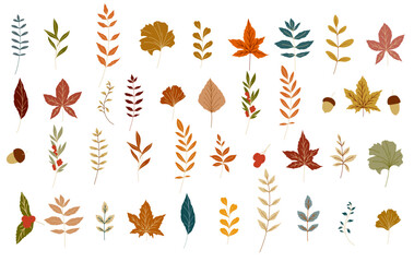 Fall leaves illustration. Autumn leaves on white background. Simple fall graphics for holiday cards, templates, thanksgiving design. Leaf Flat illustration. Botanical Design