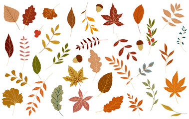 Obraz premium Fall leaves illustration. Autumn leaves on white background. Simple fall graphics for holiday cards, templates, thanksgiving design. Leaf Flat illustration. Botanical Design