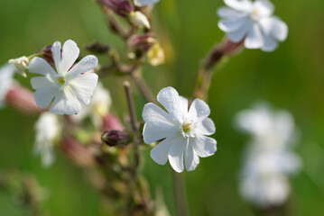 white campion, 
Silene latifolia flowers closeup selective focus