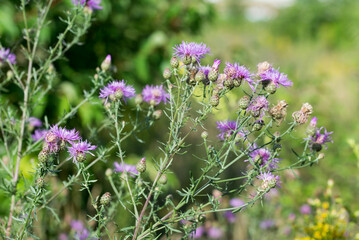 brown knapweed, 
Centaurea jacea flowers closeup selective focus