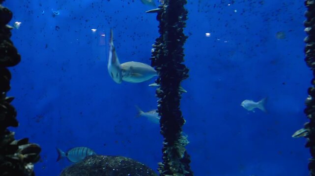 Ropes submerged vertically in salt water for breeding mussels, where they are attached while fish of different species swim around, oblivious to the communal breeding of the bivalve mollusk