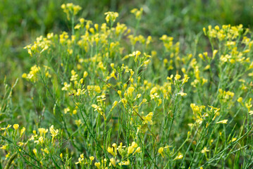 perennial wall-rocket, 
Diplotaxis tenuifolia yellow flowers closeup selective focus