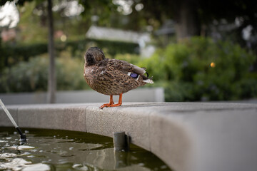 Mallard duck cleaning close to fountain in park