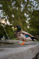 Mallard duck close to fountain in park