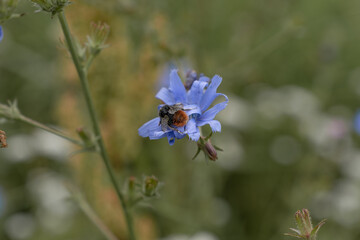 Fototapeta premium Closeup of a bumblebee pollinate a blue flower with the name chicory