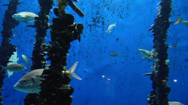 Ropes submerged vertically in salt water for breeding mussels, where they are attached while fish of different species swim around, oblivious to the communal breeding of the bivalve mollusk