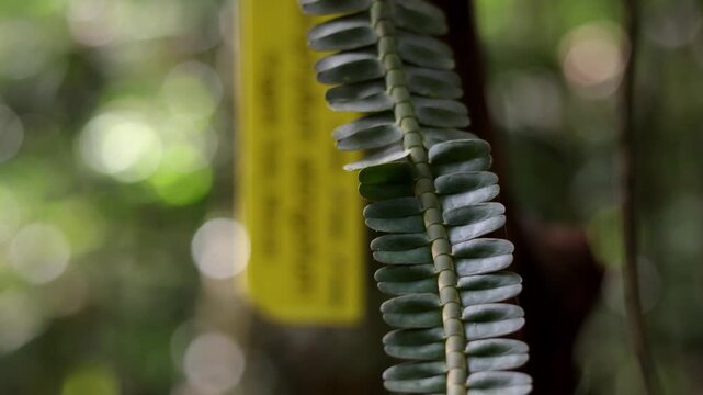 Agrostophyllum  elongatum is a genus with about ninety species from the orchid family (Orchidaceae). The genus name is derived from the Greek words agrostis ("grass") and phyllos ("leaf")