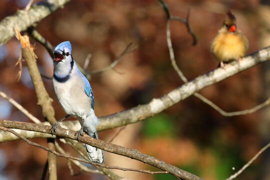 Blue jay chirping calling perched on branch. 