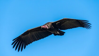 Fototapeta premium Vulture in flight against a clear blue sky