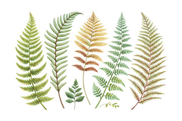 set of watercolor Boston Sword Fern vector illustration isolated on white background © Tanvir Rana