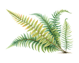 watercolor Boston Sword Fern vector illustration isolated on white background © Tanvir Rana