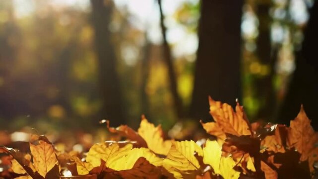 Dry tree leaf falls onto a pile of other autumn colored leaves. Cinematic close up shot of a golden tree leaf falling from a deciduous tree in a picturesque forest