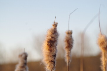 The seed head of a cat tail in golden hour sun