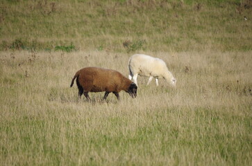 Fototapeta premium 2 sheep in a grassfield in the summer hanging out togehter 