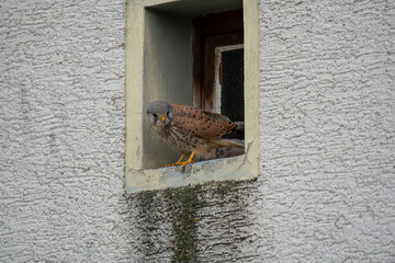 Curious Common Kestrel Peering from Aged Window Sill – Urban Wildlife Falcon Close-up Portrait