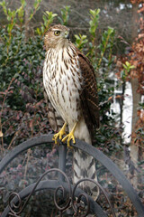 Cooper hawk perched looking for prey. 