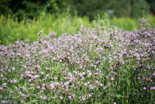 creeping thistle, 
Cirsium arvense flowers closeup selective focus
