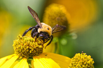Bumble bees on colorful flower. 