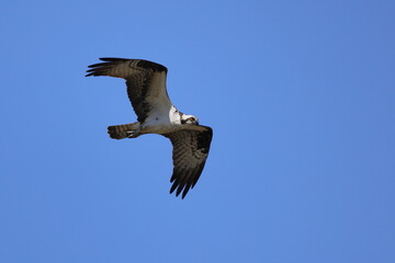 Osprey hunting for fishing as prey. 