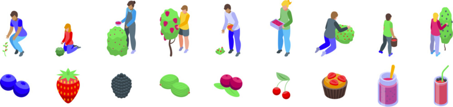Berry picking icons set. Farmers harvesting and picking berries, making juice and muffins, isometric people collecting ripe fruit from bushes