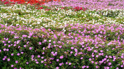 Pink flower mix with white and red color of Busy Lizzie. Flowers are planted in rows in beautiful...