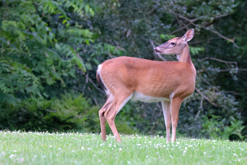 Doe deer looking around. 