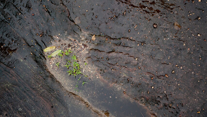 Above view of dark black and brown stone slabs. Different patterns create beauty. Wet surface with small moss creating beauty under water. For background and texture.