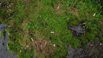 Green moss trees on stone slabs. After rain environment. All areas are wet with rain. Use as background and texture.