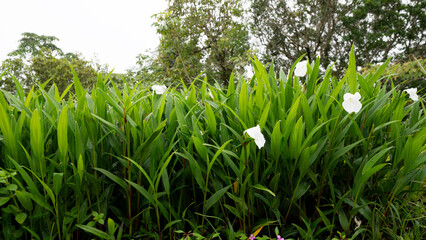 Beside view of White Kampferia on the trees. Flowers that grow together in clusters. At Phu Hin Rong Kla National of Bhetchabun Thailand.