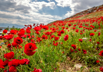 poppy field in spring