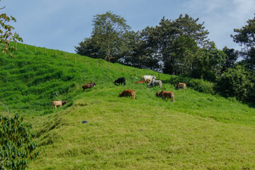 A large herd of cattle feeding on grass in the middle of a sunny and clear day without clouds, cattle feeding to later be sold for human consumption.