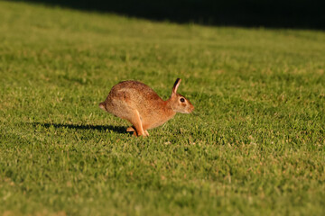 Bunnies cottontail rabbits playing in grassy field. 