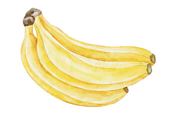 Watercolor illustration of a bunch of bananas. Vibrant and detailed, this hand-painted image is ideal for tropical-themed branding, kitchen wall art, food packaging, or botanical designs