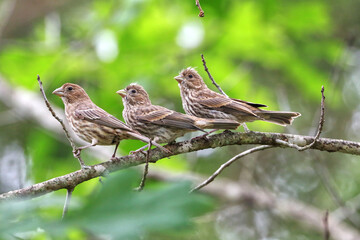 Three sparrows in a row on a branch. 