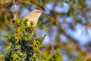 Mocking bird eating blue cedar berries. 