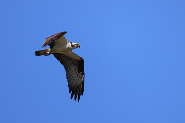 Osprey inflight against deep blue sky. 