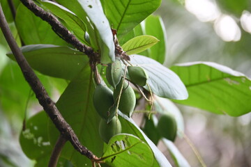 Terminalia catappa fruits. Its tropical tree in the leadwood tree family. Its Common names country almond, Indian almond, Malabar almond, sea almonds, tropical almond, beach almonds and false kamani.
